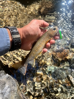 ニッコウイワナの釣果