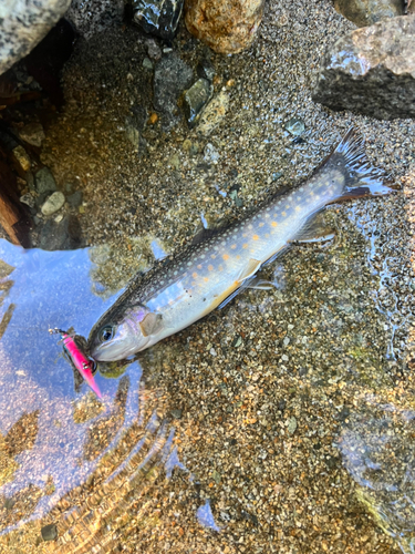 ニッコウイワナの釣果