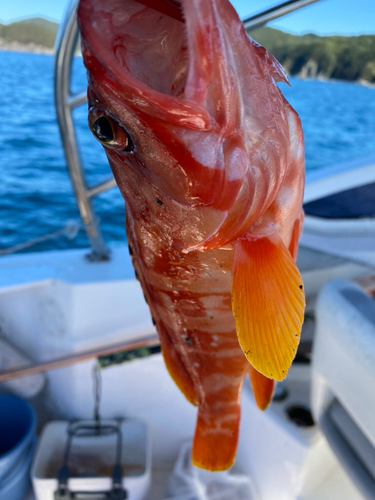 アカハタの釣果