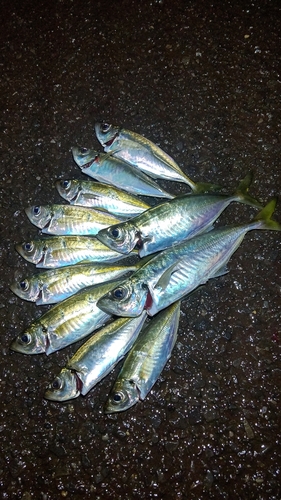 アジの釣果