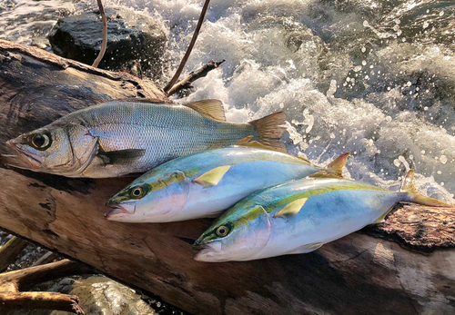 ブリの釣果