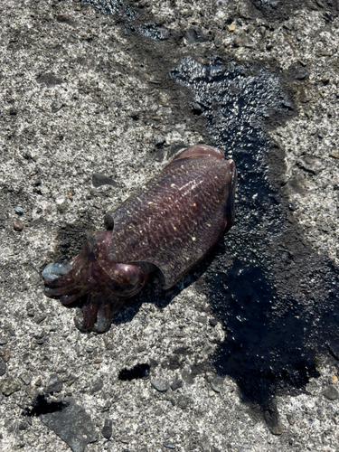 コウイカの釣果