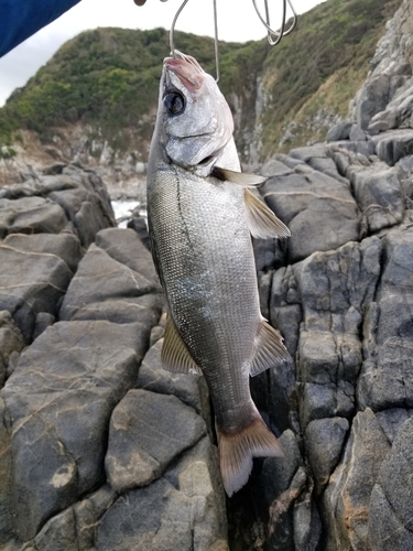 ヒラスズキの釣果