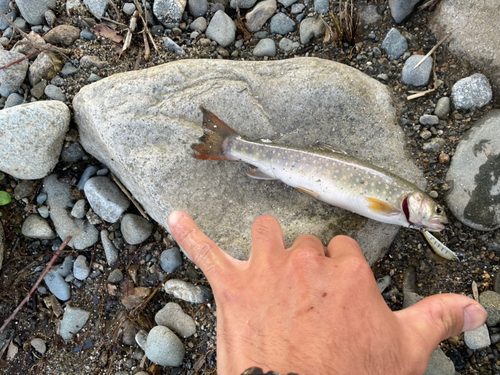 イワナの釣果