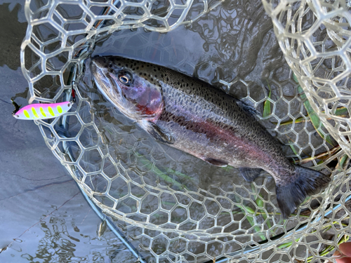 ニジマスの釣果