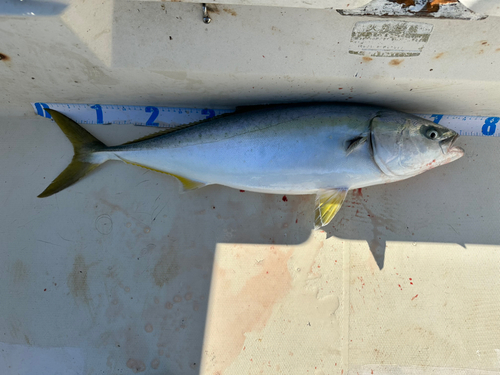 ワラサの釣果