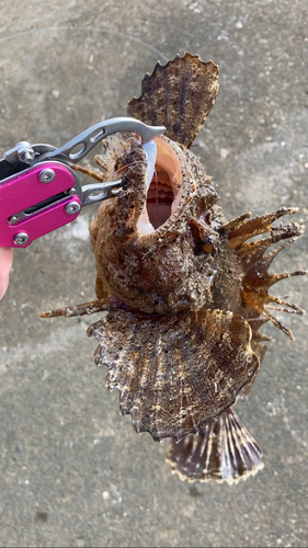 オニオコゼの釣果