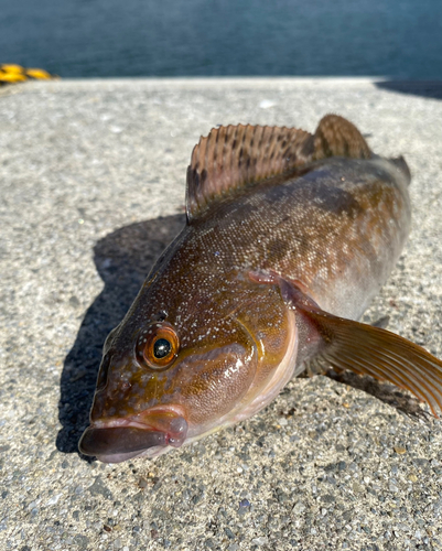 アイナメの釣果