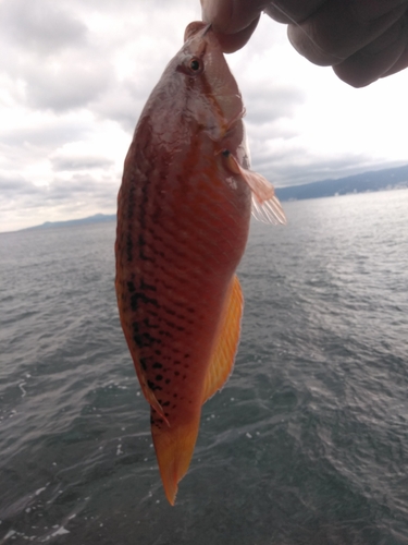 アカササノハベラの釣果