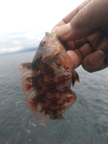 オハグロベラの釣果