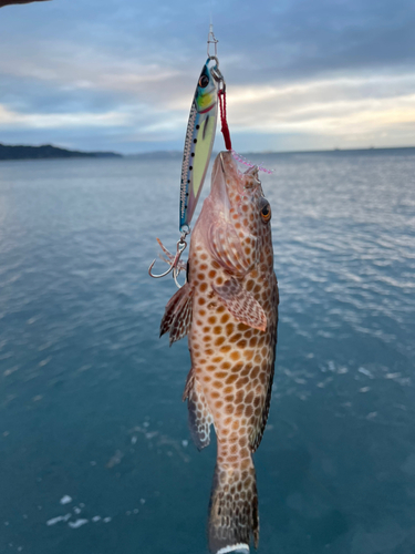 オオモンハタの釣果