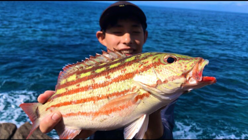 アミメフエダイの釣果