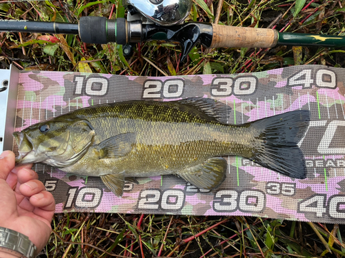 スモールマウスバスの釣果