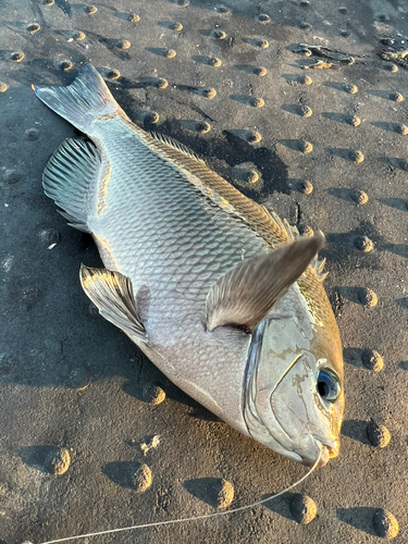 グレの釣果