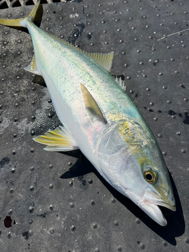 メジロの釣果