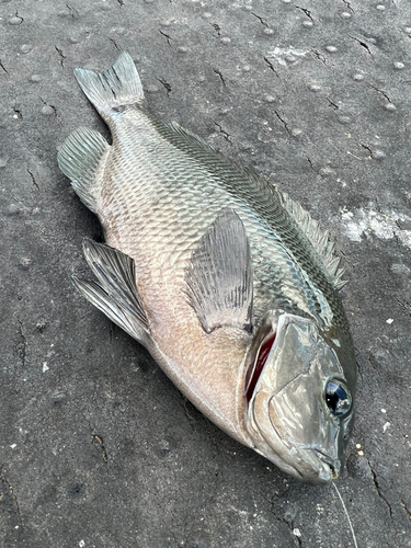 グレの釣果