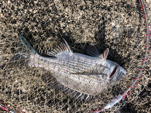 チヌの釣果