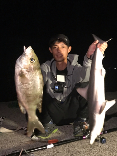 メイチダイの釣果