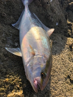 ネリゴの釣果