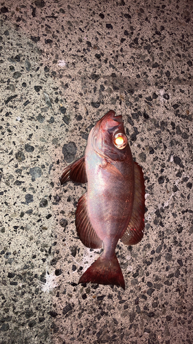 ホウセキキントキの釣果