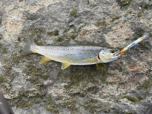 ブラウントラウトの釣果