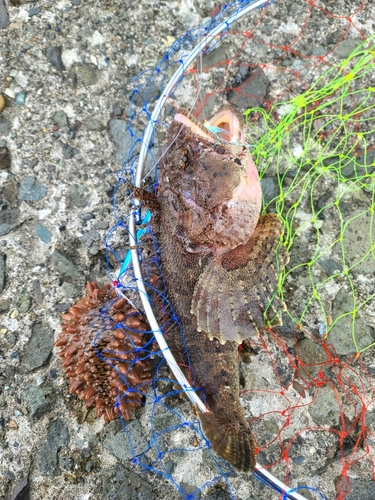 トウベツカジカの釣果