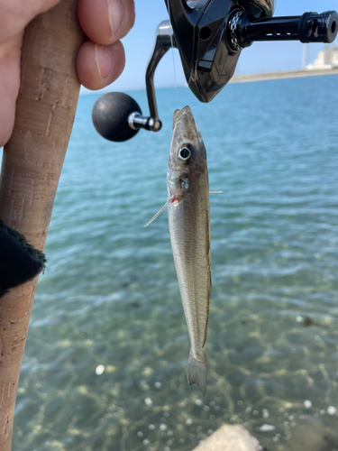 シロギスの釣果