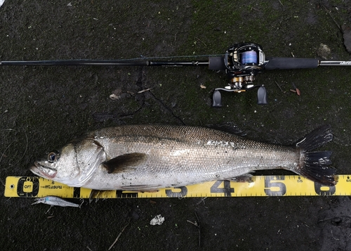 シーバスの釣果