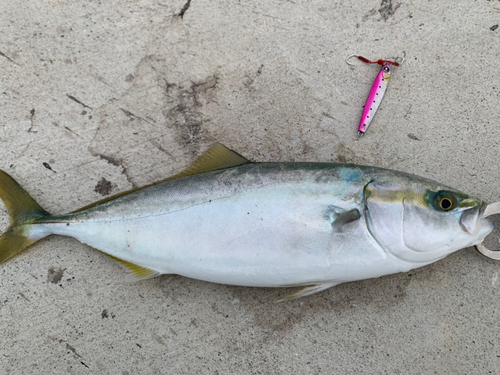 イナダの釣果