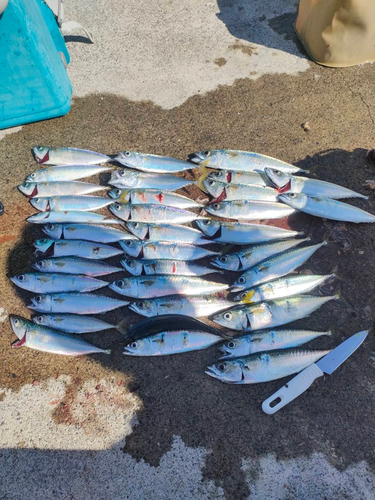 サバの釣果