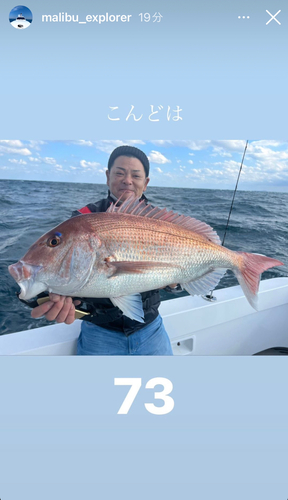 マダイの釣果