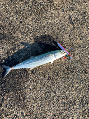 サゴシの釣果