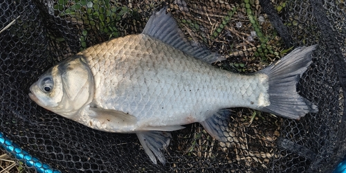 ヘラブナの釣果