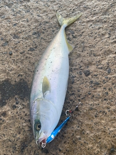 イナダの釣果