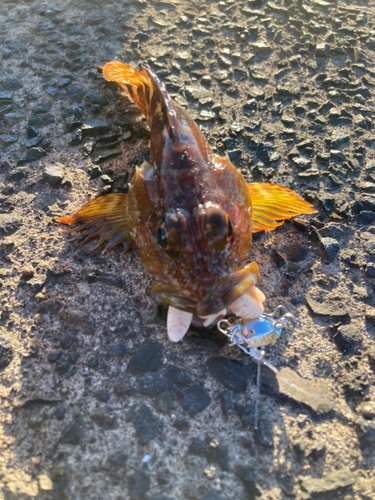 カサゴの釣果