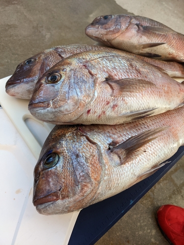 タイの釣果