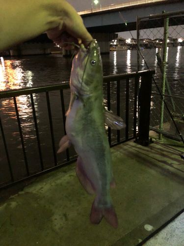アメリカナマズの釣果