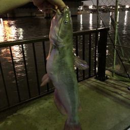 アメリカナマズ