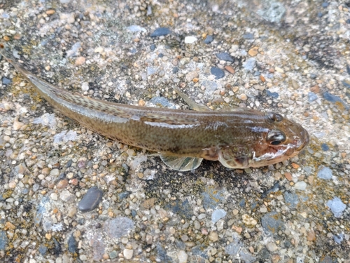 マハゼの釣果