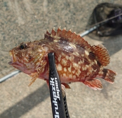 アラカブの釣果