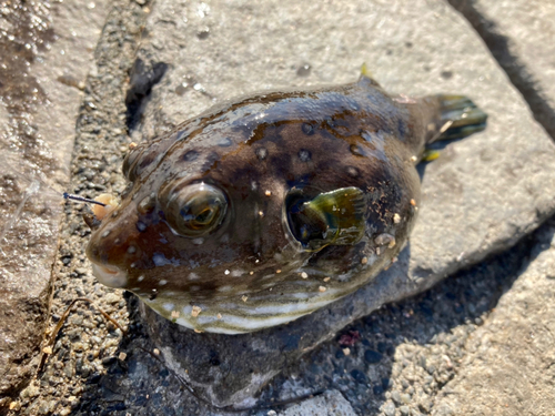 サザナミフグの釣果