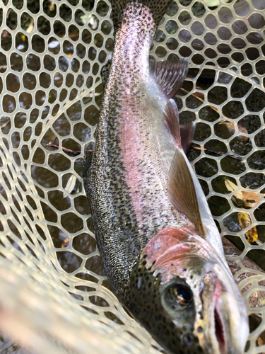 ニジマスの釣果