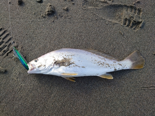 ニベの釣果