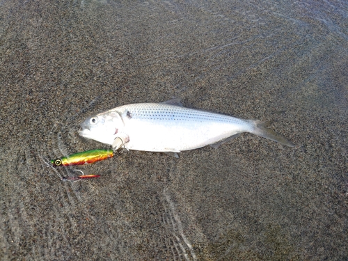 コノシロの釣果