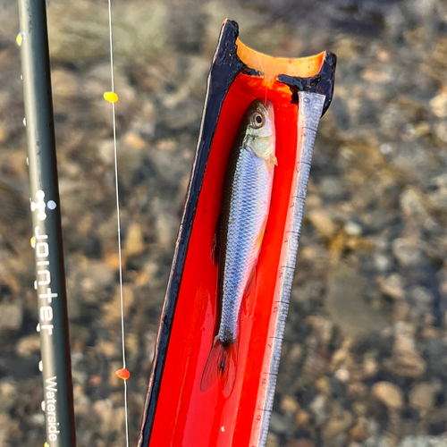 カワムツの釣果