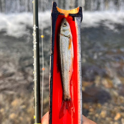 ウグイの釣果