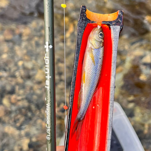 カワムツの釣果