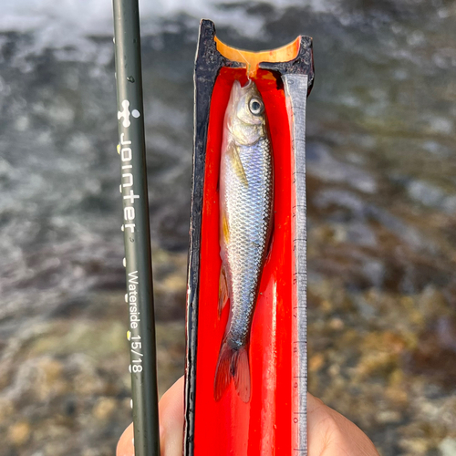 カワムツの釣果