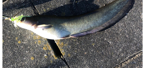 ナマズの釣果