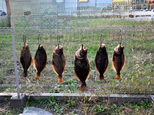 ヒラメの釣果